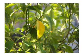 2025 TOYOTA ALPHARD Z