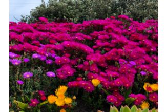 2025 TOYOTA ALPHARD Z